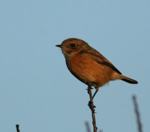 Stonechat