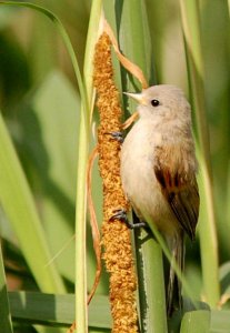 Penduline