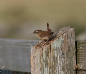 Wren on Post