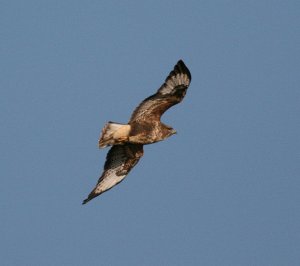 Common Buzzard