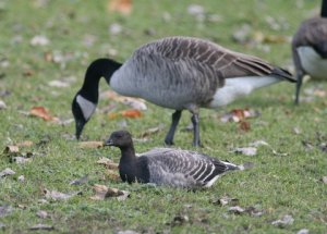 Brant and Canada Goose