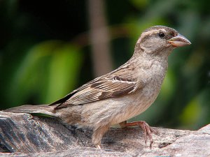 Common old sparrow