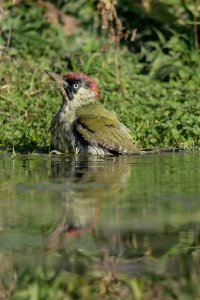 Green Woodpecker