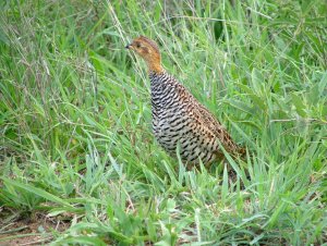 Coqui Francolin (m) Kruger National Park, South Africa