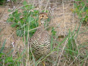 Coqui Francolin (f) Kruger National Park, South Africa