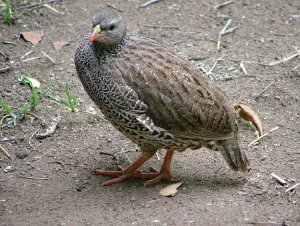 Natal Francolin, Kruger National Park, South Africa