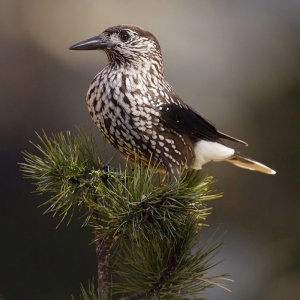 Spotted nutcracker