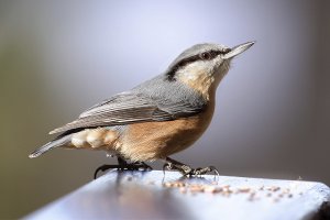 Nuthatch