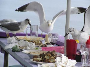 Laughing Gull at up-market feeder table