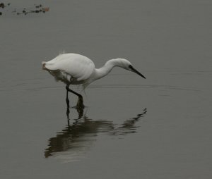 Little Egret