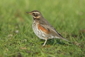 Redwing