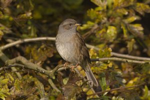 Dunnock in the Autumn Hedge