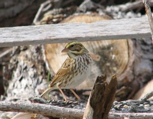 Savannah Sparrow