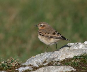 Wheatear