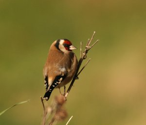 Goldfinch