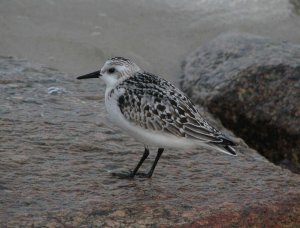 Sanderling