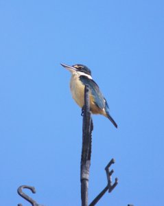 NZ Kingfisher