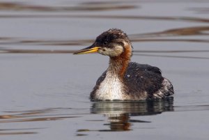 Red-necked grebe