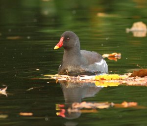 Moorhen