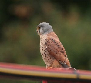 Kestrel