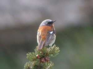 Eversmann's Redstart