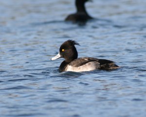 Tufted Duck