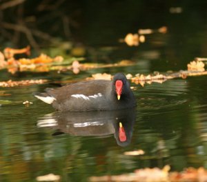 Moorhen