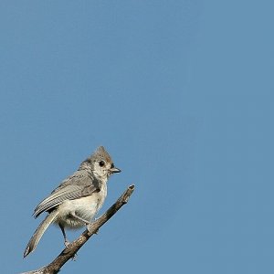 Titmouse