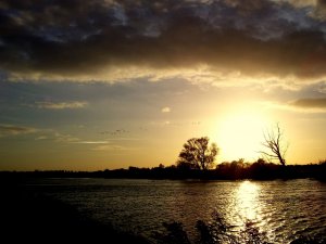 Strumpshaw Fen