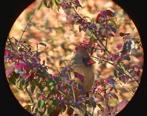 Cardinal2