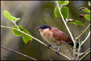 Senegal Coucal