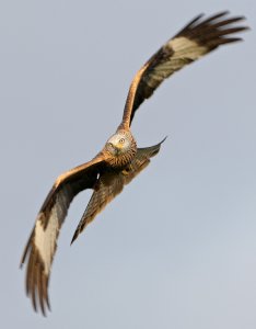 Red Kite