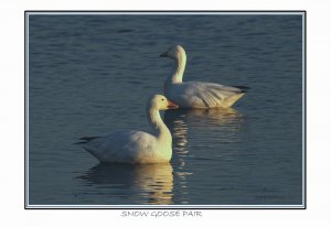 Snow Goose pair