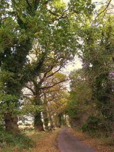 A Norfolk lane