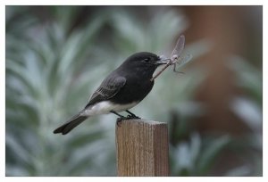 Black phoebe with dragonfly