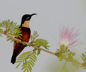 Buff-throated Sunbird