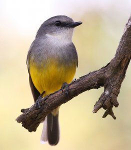 Western yellow robin
