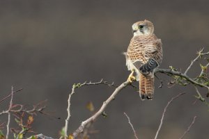 Kestrel