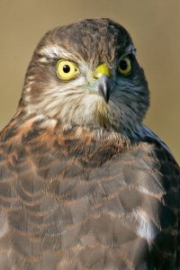 Sparrowhawk