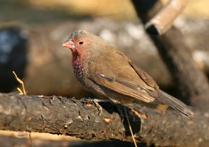 Brown Firefinch - Lubumbashi, DRC