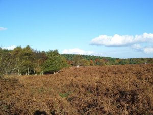 Westleton Heath