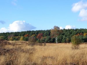 Westleton Heath