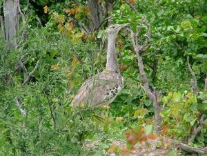 Kori Bustard