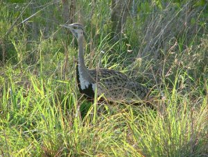 Black-bellied Bustard (formerly Black-bellied Korhaan)