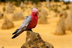 Galah - Nambung National Park, Australia