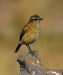 Buff-streaked Chat