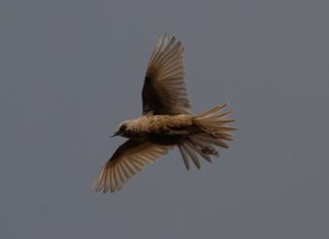 Brown Songlark