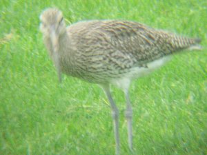 Curlew lookin' at me!