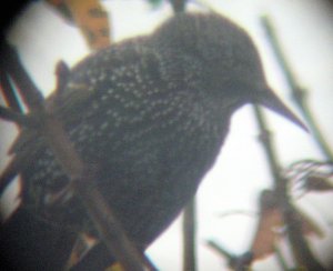 My first close-up Starling