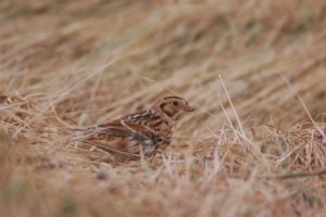 Lapland Bunting at Salthouse